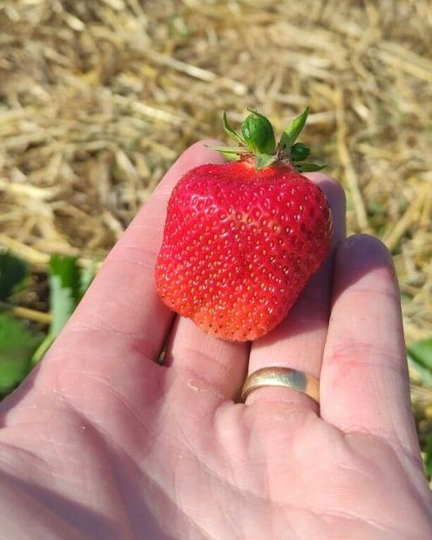 AKO SKVELÁ POCHÚŤKA, NA DŽEM ALEBO NA ZAVARENIE? 🍓

Jahôdky vám privezieme priamo k Vám domov. Nakupujte online na - https://www.melony.sk/produkt/jahody/